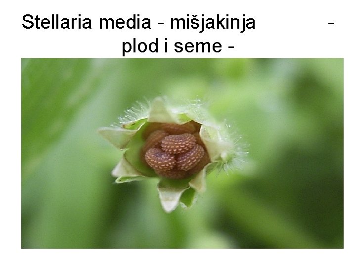 Stellaria media - mišjakinja plod i seme - - 