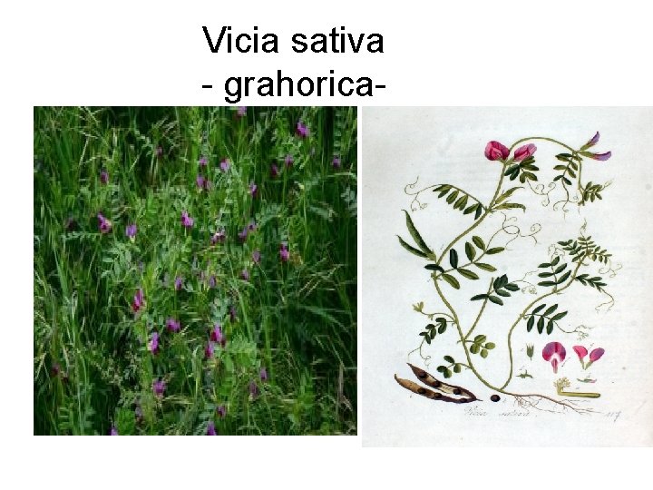 Vicia sativa - grahorica- 