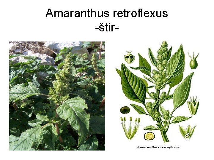 Amaranthus retroflexus -štir- 