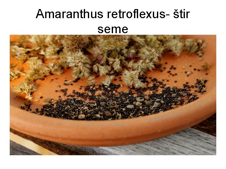 Amaranthus retroflexus- štir seme 