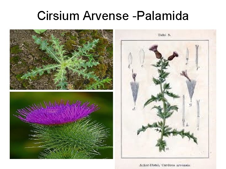 Cirsium Arvense -Palamida 