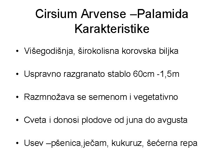 Cirsium Arvense –Palamida Karakteristike • Višegodišnja, širokolisna korovska biljka • Uspravno razgranato stablo 60