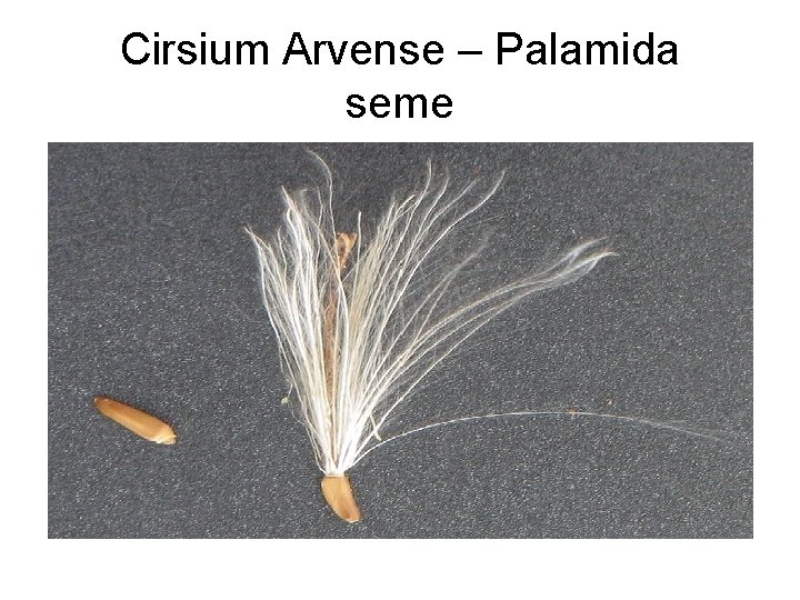 Cirsium Arvense – Palamida seme 