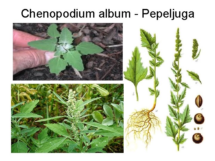 Chenopodium album - Pepeljuga 