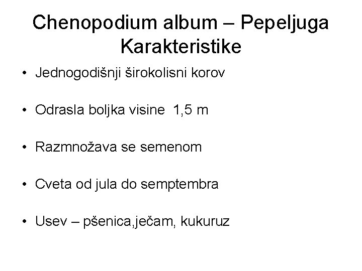 Chenopodium album – Pepeljuga Karakteristike • Jednogodišnji širokolisni korov • Odrasla boljka visine 1,