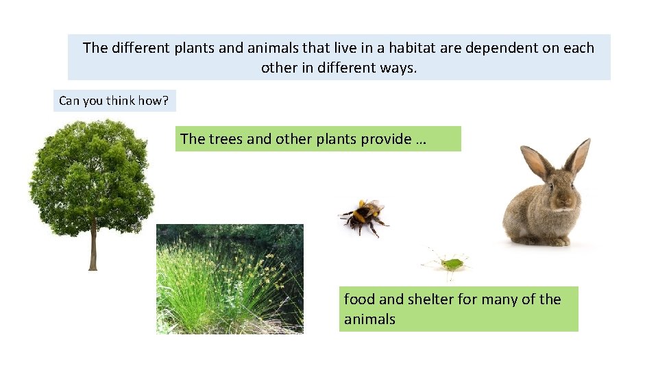 What is a habitat It could be a