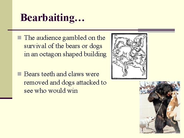 Bearbaiting… n The audience gambled on the survival of the bears or dogs in