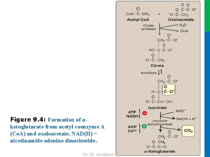 Dr. M. Alzaharna 2016 Figure 9. 4: Formation of αketoglutarate from acetyl coenzyme A