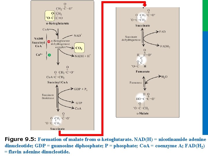 Dr. M. Alzaharna 2016 Figure 9. 5: Formation of malate from α-ketoglutarate. NAD(H) =