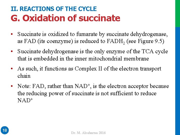 II. REACTIONS OF THE CYCLE G. Oxidation of succinate • Succinate is oxidized to