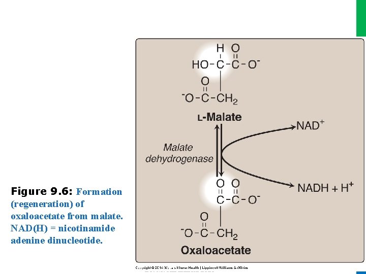 Dr. M. Alzaharna 2016 Figure 9. 6: Formation (regeneration) of oxaloacetate from malate. NAD(H)