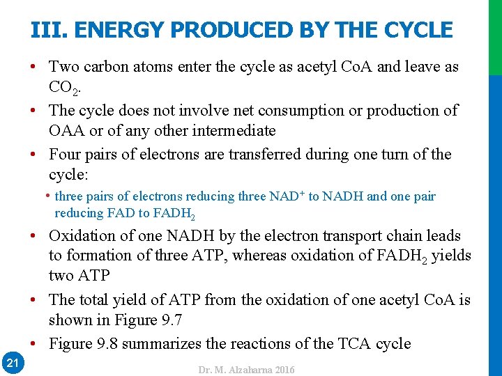 III. ENERGY PRODUCED BY THE CYCLE • Two carbon atoms enter the cycle as