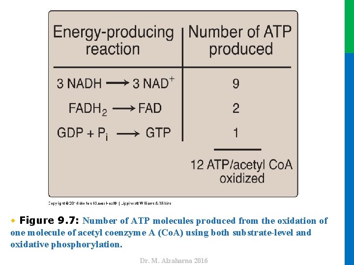 Dr. M. Alzaharna 2016 • Figure 9. 7: Number of ATP molecules produced from