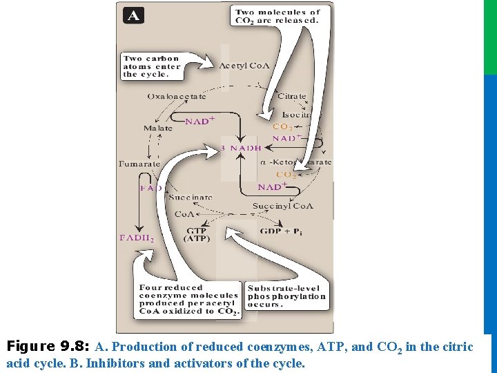 Dr. M. Alzaharna 2016 Figure 9. 8: A. Production of reduced coenzymes, ATP, and