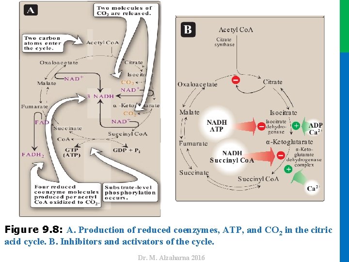 Dr. M. Alzaharna 2016 Figure 9. 8: A. Production of reduced coenzymes, ATP, and