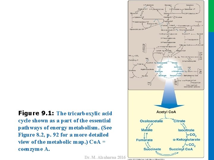 Dr. M. Alzaharna 2016 Figure 9. 1: The tricarboxylic acid cycle shown as a