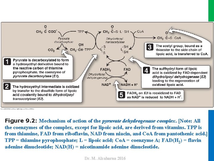 Dr. M. Alzaharna 2016 Figure 9. 2: Mechanism of action of the pyruvate dehydrogenase
