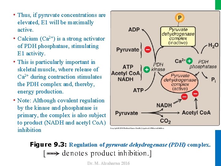 Figure 9. 3: Regulation of pyruvate dehydrogenase (PDH) complex. Dr. M. Alzaharna 2016 •