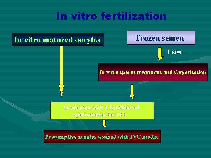 In vitro fertilization In vitro matured oocytes Frozen semen Thaw In vitro sperm treatment