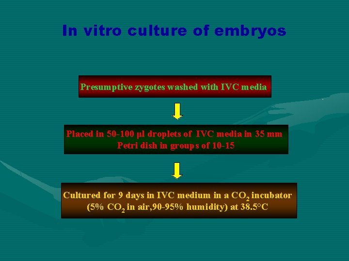 In vitro culture of embryos Presumptive zygotes washed with IVC media Placed in 50