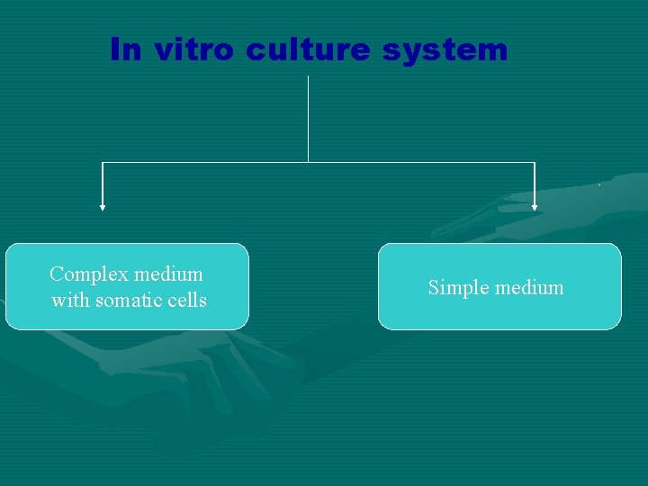 In vitro culture system Complex medium with somatic cells Simple medium 