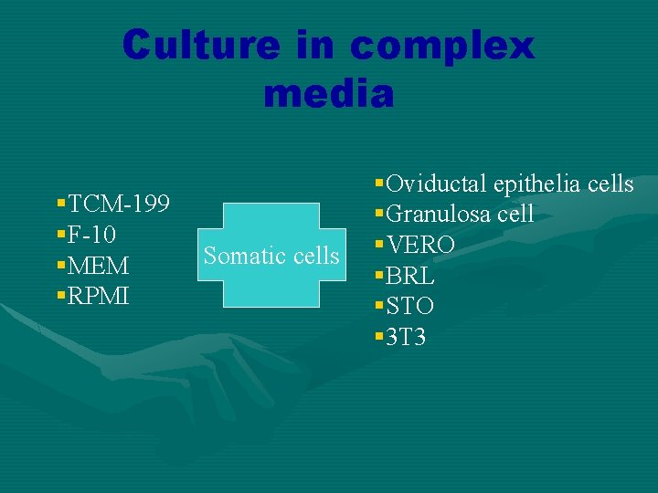 Culture in complex media §TCM-199 §F-10 §MEM §RPMI Somatic cells §Oviductal epithelia cells §Granulosa