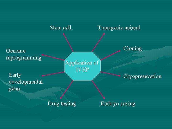 Stem cell Genome reprogramming Early developmental gene Transgenic animal Cloning Application of IVEP Cryopresevation