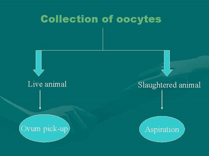 Collection of oocytes Live animal Ovum pick-up Slaughtered animal Aspiration 