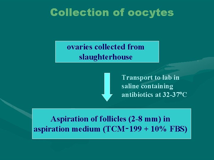 Collection of oocytes ovaries collected from slaughterhouse Transport to lab in saline containing antibiotics