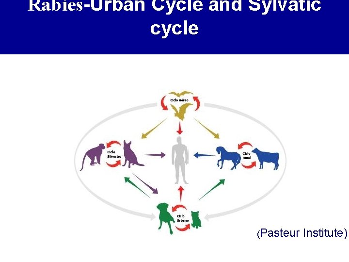 Rabies-Urban Cycle and Sylvatic cycle (Pasteur Institute) 