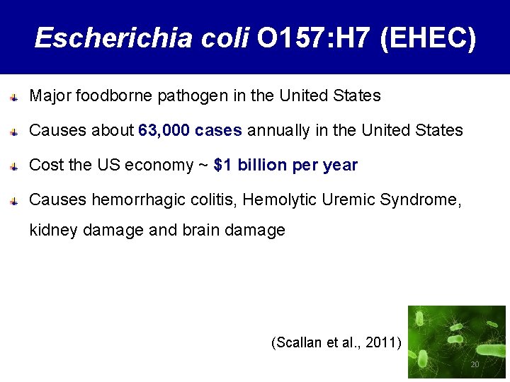 Escherichia coli O 157: H 7 (EHEC) Major foodborne pathogen in the United States
