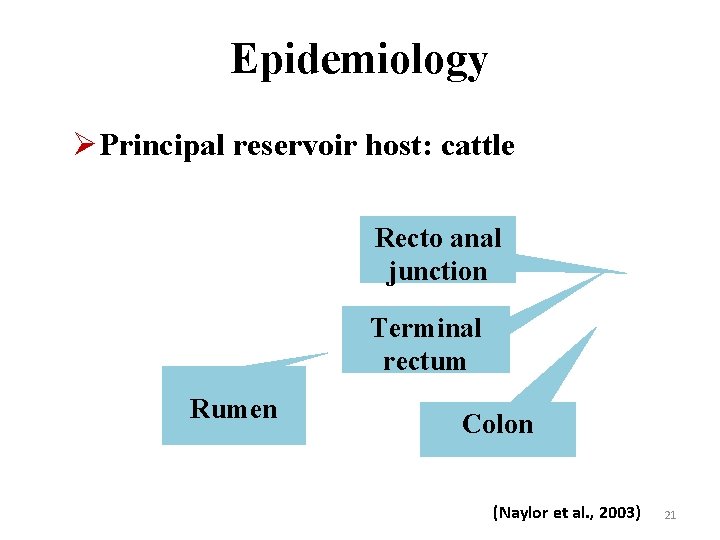 Epidemiology ØPrincipal reservoir host: cattle Recto anal junction Terminal rectum Rumen Colon (Naylor et