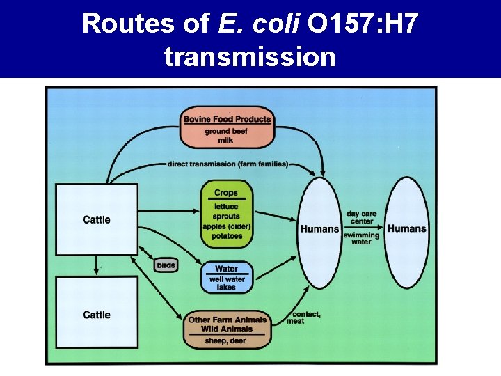Routes of E. coli O 157: H 7 transmission 