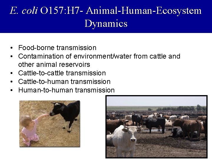 E. coli O 157: H 7 - Animal-Human-Ecosystem Dynamics • Food-borne transmission • Contamination