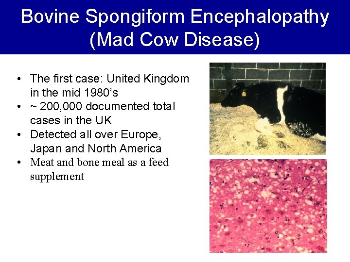Bovine Spongiform Encephalopathy (Mad Cow Disease) • The first case: United Kingdom in the