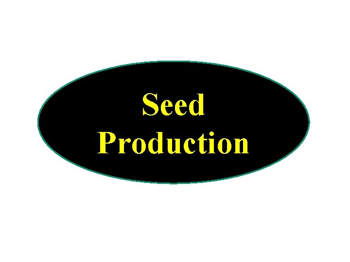 Seed Production 