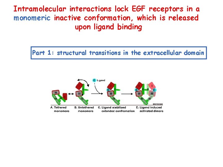 Intramolecular interactions lock EGF receptors in a monomeric inactive conformation, which is released upon