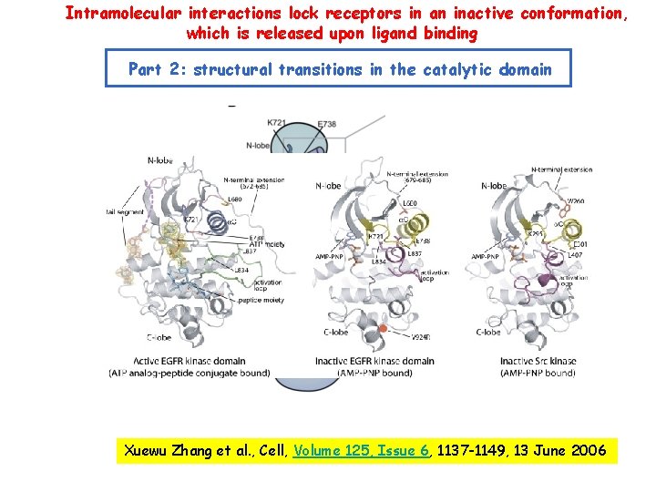 Intramolecular interactions lock receptors in an inactive conformation, which is released upon ligand binding