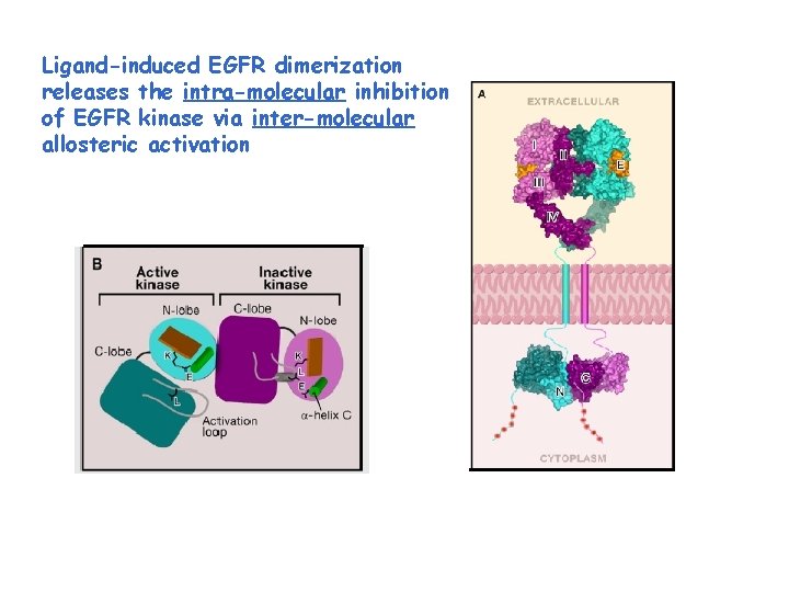 Ligand-induced EGFR dimerization releases the intra-molecular inhibition of EGFR kinase via inter-molecular allosteric activation