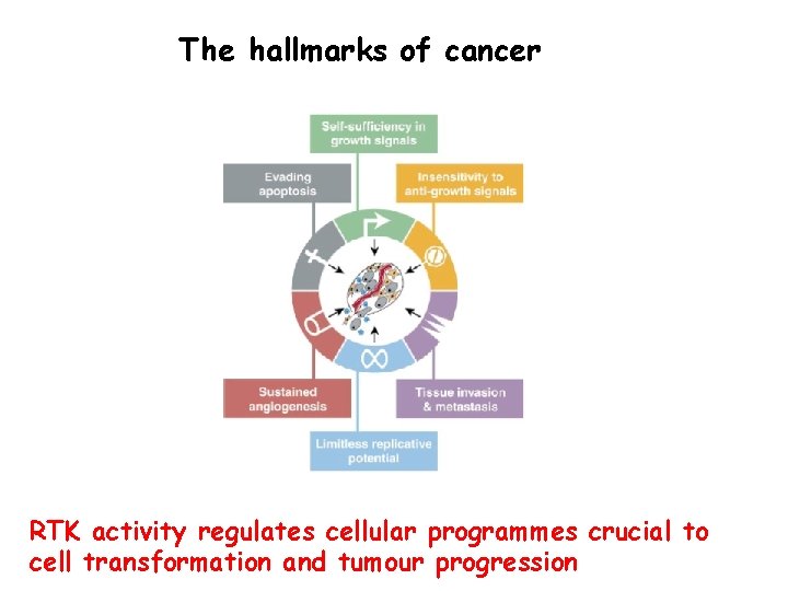 The hallmarks of cancer RTK activity regulates cellular programmes crucial to cell transformation and