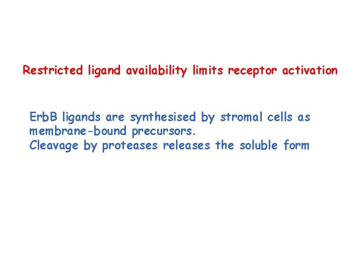 Restricted ligand availability limits receptor activation Erb. B ligands are synthesised by stromal cells