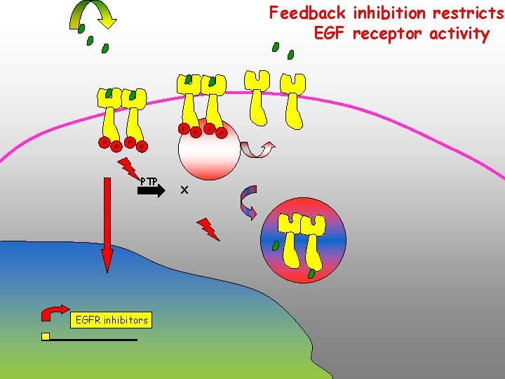 Feedback inhibition restricts EGF receptor activity P P PTP EGFR inhibitors X P P