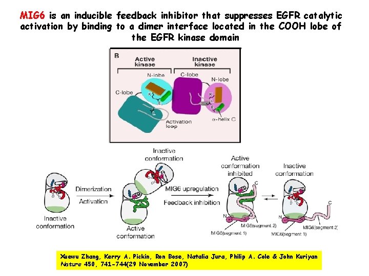 MIG 6 is an inducible feedback inhibitor that suppresses EGFR catalytic activation by binding