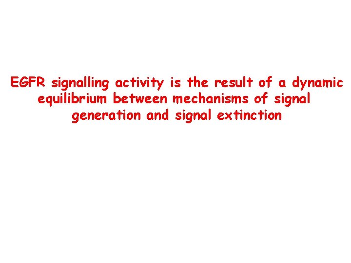EGFR signalling activity is the result of a dynamic equilibrium between mechanisms of signal