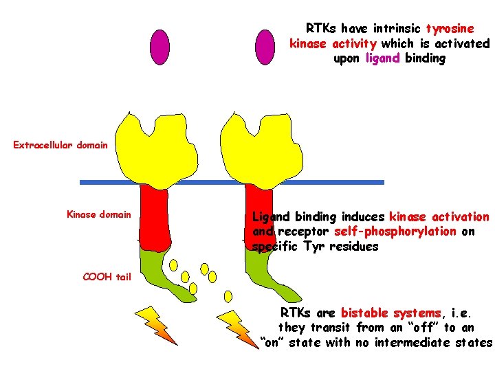 RTKs have intrinsic tyrosine kinase activity which is activated upon ligand binding Extracellular domain
