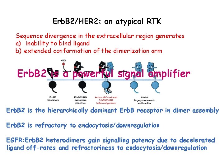 Erb. B 2/HER 2: an atypical RTK Sequence divergence in the extracellular region generates