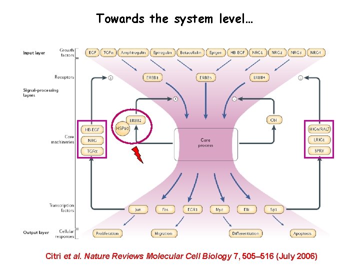 Towards the system level… Citri et al. Nature Reviews Molecular Cell Biology 7, 505–