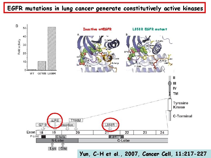 EGFR mutations in lung cancer generate constitutively active kinases Inactive wt. EGFR L 858