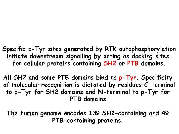 Specific p-Tyr sites generated by RTK autophosphorylation initiate downstream signalling by acting as docking