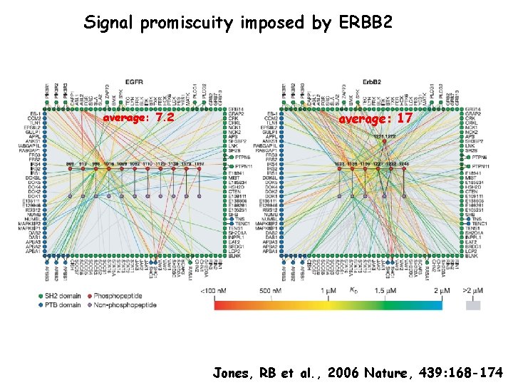 Signal promiscuity imposed by ERBB 2 average: 7. 2 average: 17 Jones, RB et